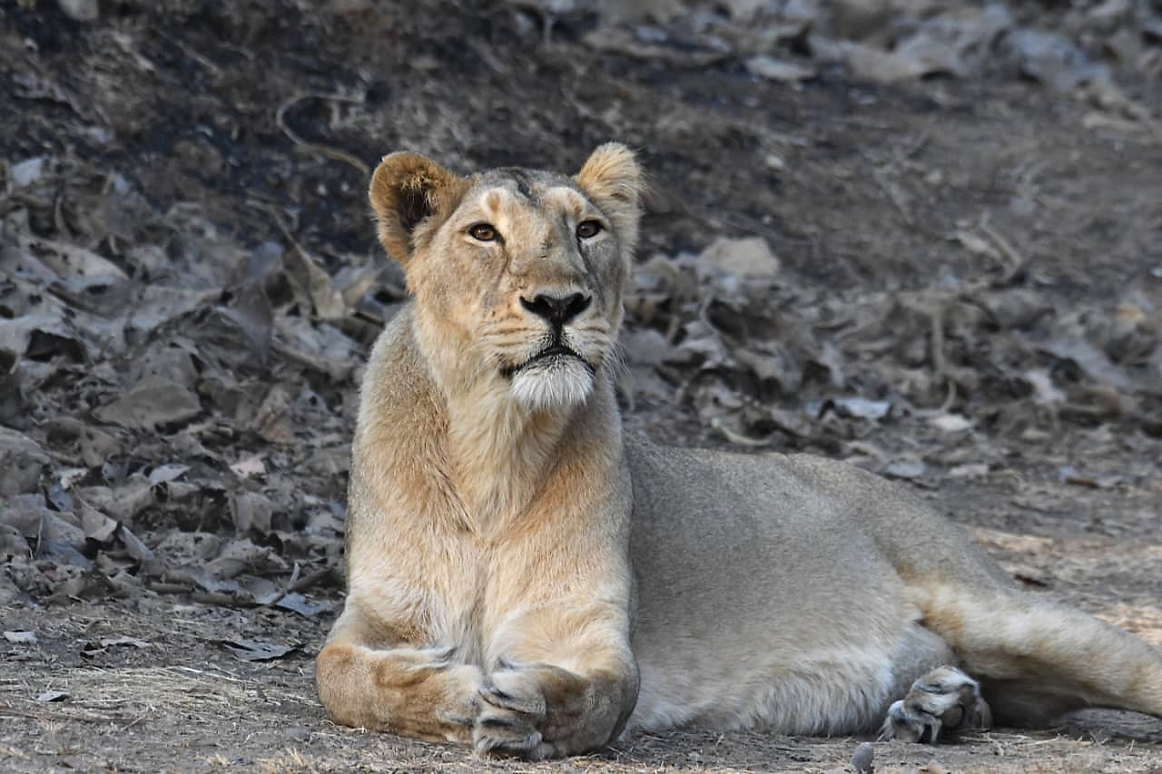 Asiatic Lions
