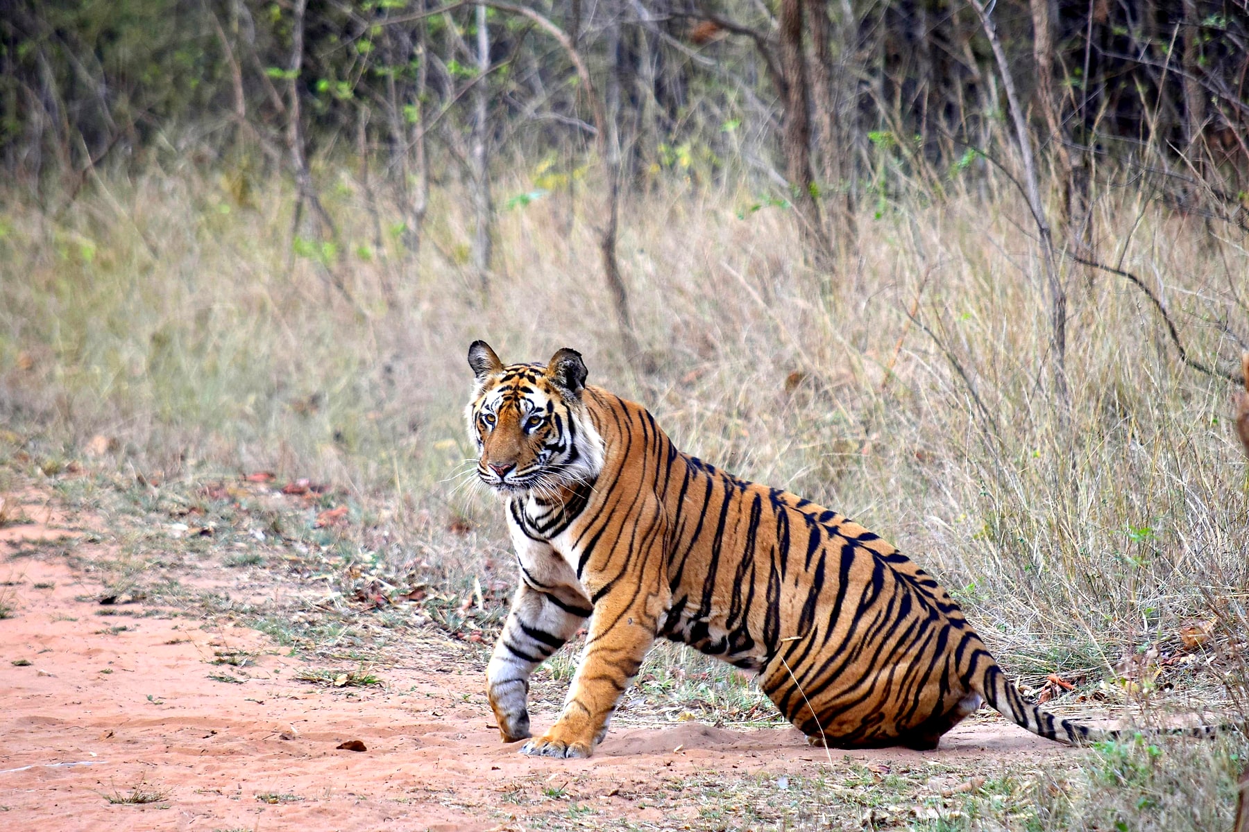 Bandhavgarh Tiger Reserve