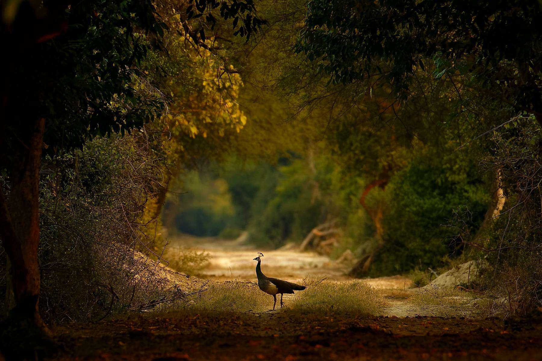 Peahen standing on a forest path framed by lush trees