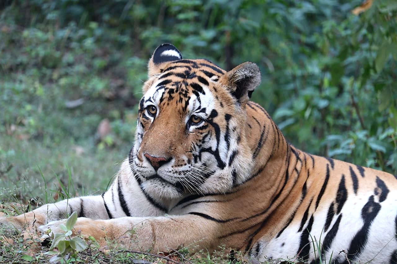 Kanha Tiger Reserve