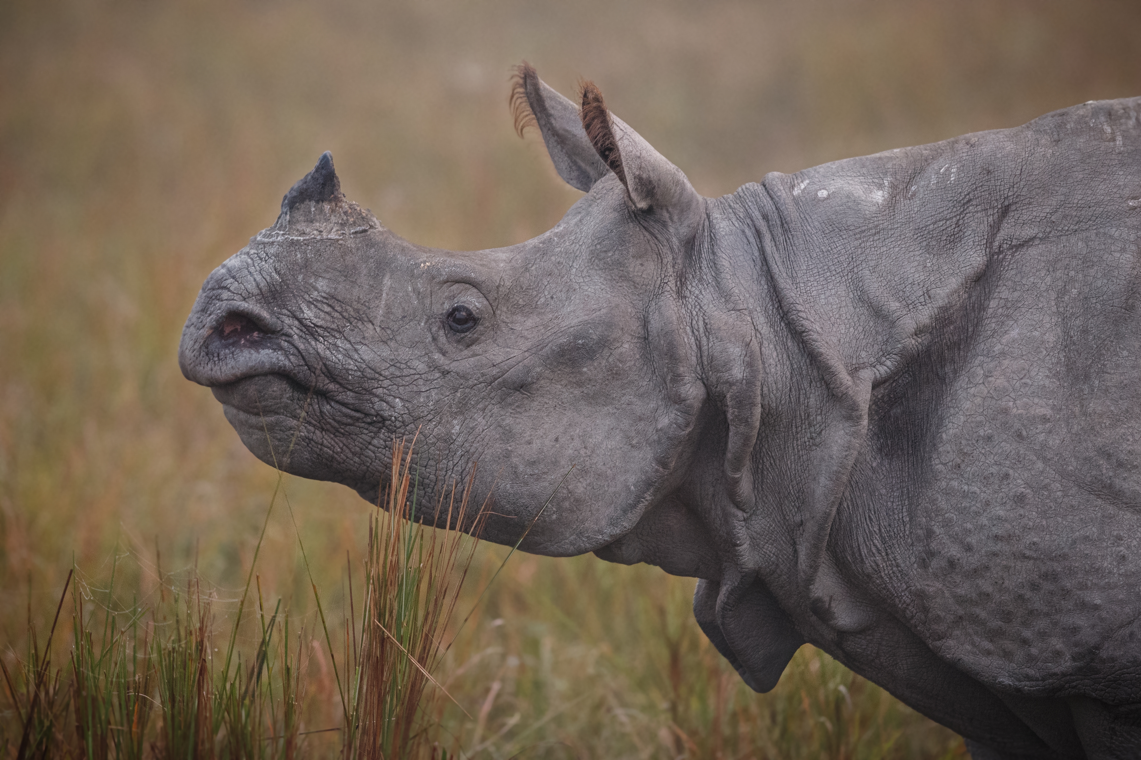 Indian One-Horned Rhino