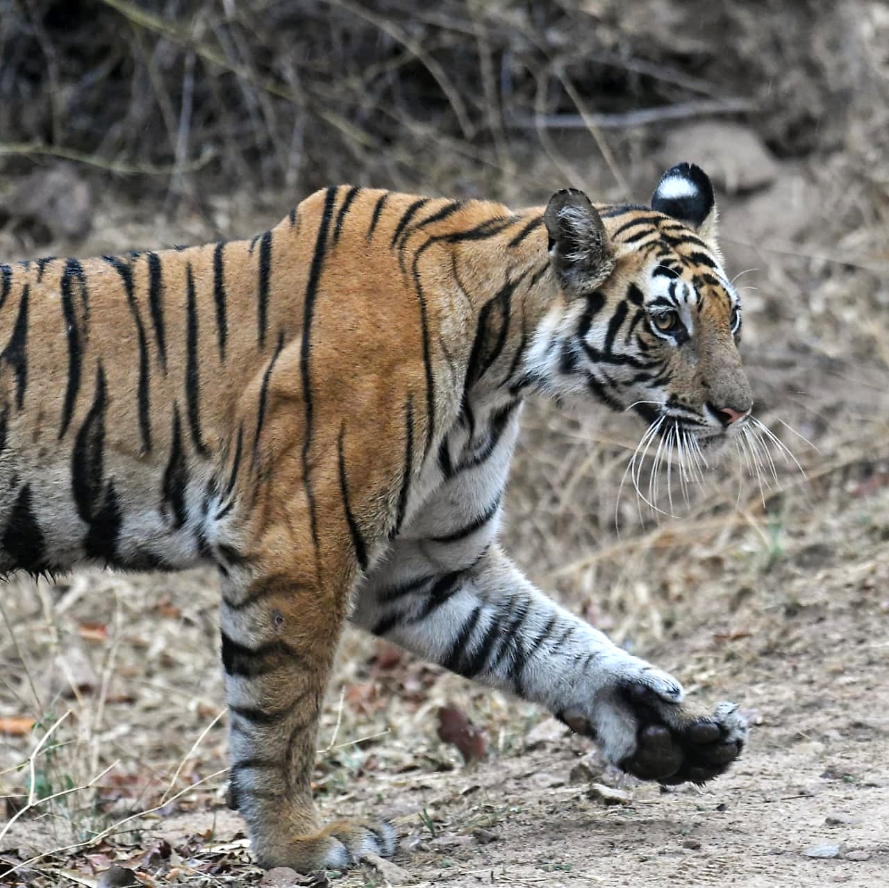 Pench Tiger Reserve