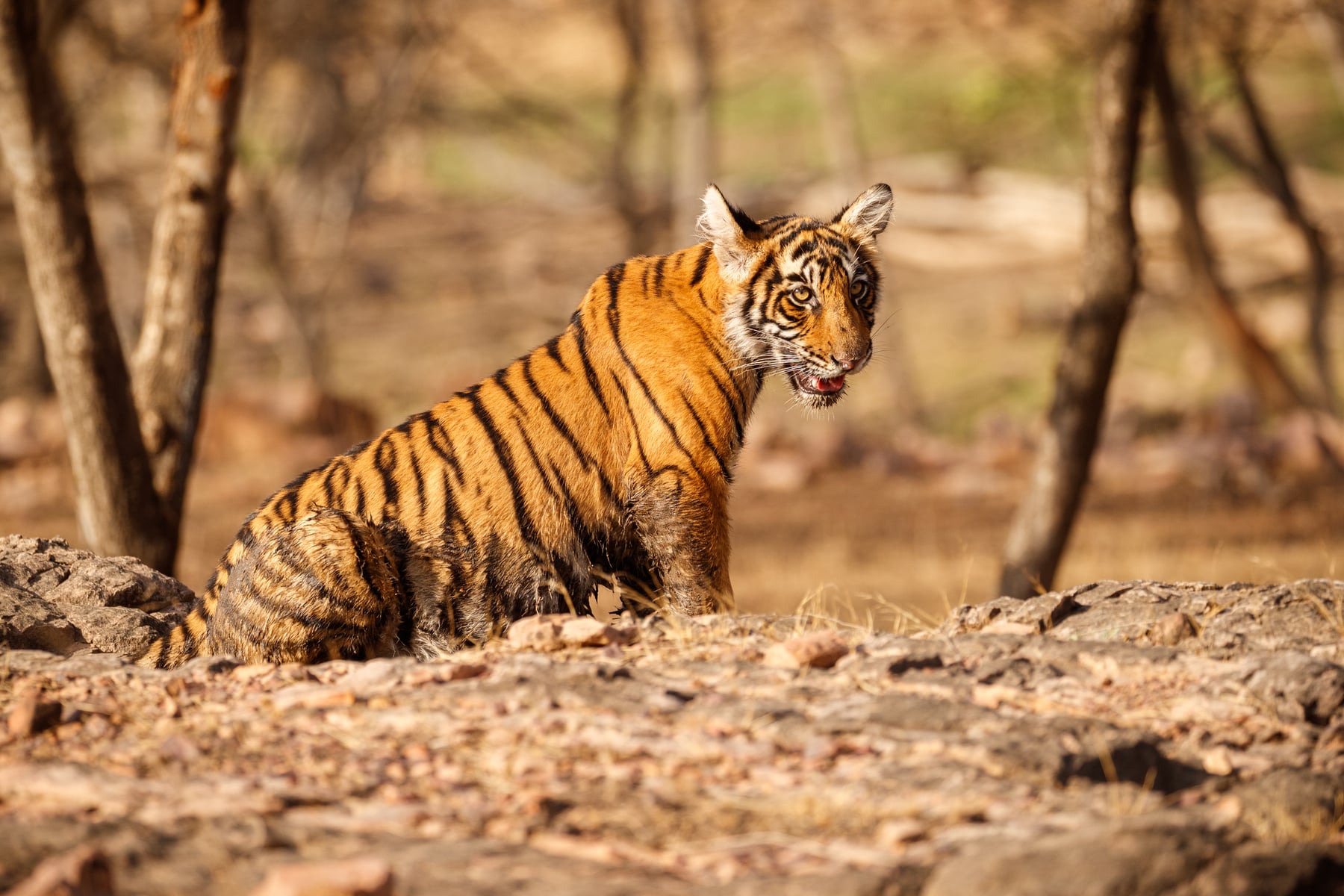 Ranthambore Tiger Reserve