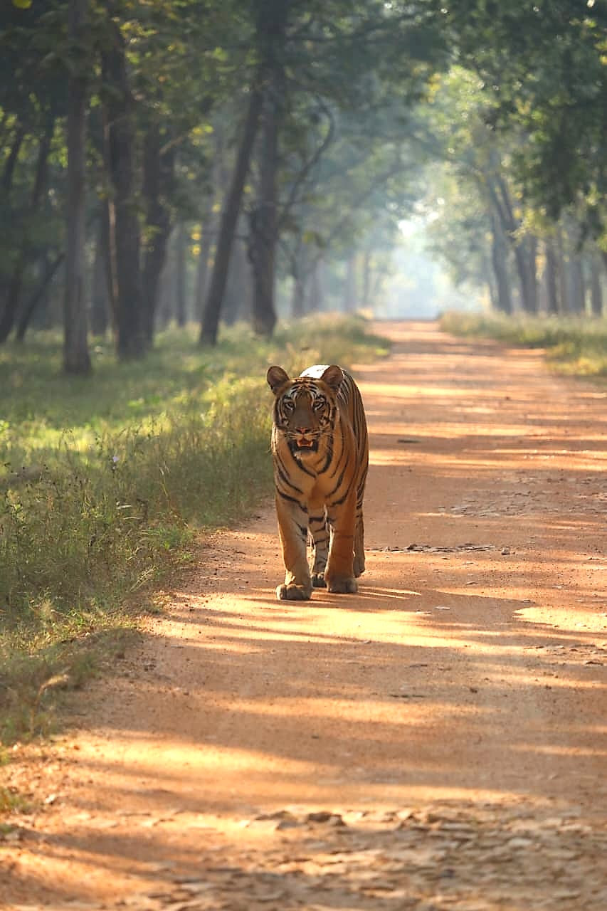 Tadoba-Andhari Tiger Reserve